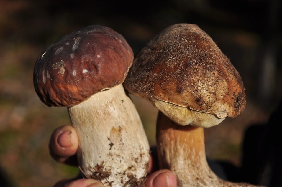 Grzybobrania